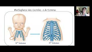 Embriologia sistema esqueletico e muscular [upl. by Nrubloc]