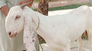 Clinical Diagnosis and treatment of Listeriosis in Goats  Dr ikram [upl. by Ode]