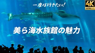 一度は行きたい！【沖縄美ら海水族館】超巨大ジンベエザメ 可愛いウミガメ 愛らしいマナティ迫力のイルカショー♪アクアリウム aquarium 癒し [upl. by Aldin]