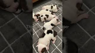 Staffordshire Bull Terriers Puppies [upl. by Anneuq]