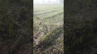 viralvideo shortvideo shorts khetibadi farming farmer deshi [upl. by Syhr]