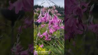 Nodding gracefully in the breeze” Dierama pulcherrimumor Angels fishing rod gardenerben [upl. by Nodyarg]