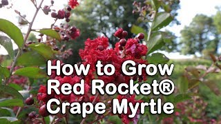 How to grow Red Rocket® Crape Myrtle Pure Red Summer Flowering Tree [upl. by Earb]