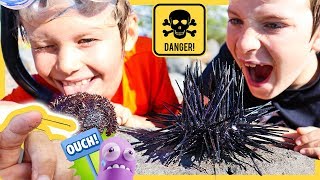 CATCH AND COOK  Eating VENOMOUS Sea Urchin GOT SPIKED😱 [upl. by Cleon18]