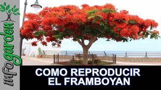 Como reproducir y fertilizar el FRAMBOYAN [upl. by Caresa]