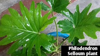 166How to grow and care Philodendron Selloum indoor best plant 🌿🌿🌿🌿 [upl. by Aztiray]