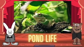 Classical Baby Pond Life by Oxbridge Baby [upl. by Caniff20]