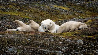 Svalbard Polar Bears [upl. by Eninahs]