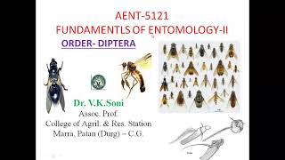 ORDER Diptera and its Important Families [upl. by Boony]