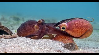 Robotic Spy Octopus Lends a Helping Tentacle [upl. by Eriuqs727]