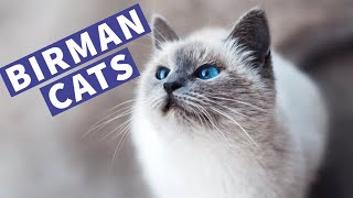 Cute Birman Cats Playing and Meowing  Lovely Birman Kittens Compilation [upl. by Seow755]