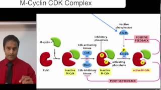 M Cyclin CDK Complex [upl. by Eecyaj]