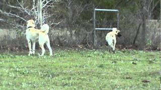 Boz Shepherds and Kangal Guarding Livestock [upl. by Anayeek]