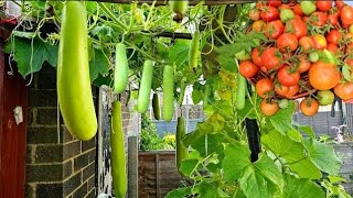 Gardening UK organic vegetable gardening ideas for home bottle gourd and tomatoes [upl. by Vashti764]