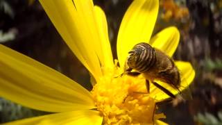 Mosca tigre macho Eristalinus taeniops [upl. by Elleinwad]