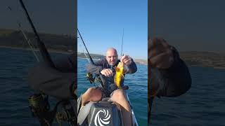 little yellowbelly rockcod on the dropshot while kayakfishing of Westbrook fishing kayak [upl. by Kcirederf]