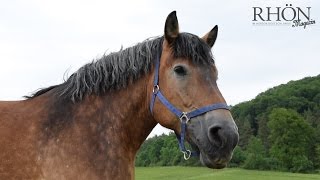 RheinischDeutsches Kaltblut  Wilde Rhön [upl. by Yvad290]