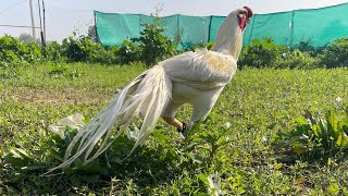 Indian parrot beak longtail aseel breed [upl. by Hamrah]