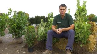 All you need to know about Laurel Hedging Plants  Hopes Grove Nurseries [upl. by Koral]