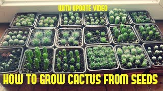 How to Grow Cactus From Seed With update video [upl. by Wendel976]