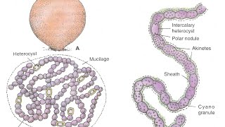 nostoc culture  practical matric and inter biology  microscopic examination [upl. by Soigroeg]