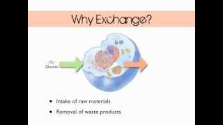 Introduction to Exchange [upl. by Adnawaj]