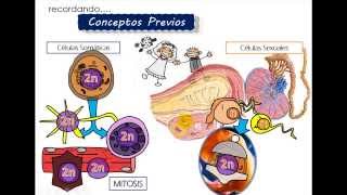 Ciclo celular 3 MEIOSIS Introducción [upl. by Lanae950]