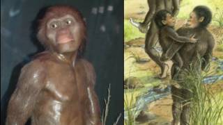 Lucy Australopithecus Reviewed in 9 Minutes Public School Version 2 [upl. by Yevoc628]