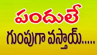 పందులే గుంపుగా వస్తాయ్chirravuri [upl. by Einad]