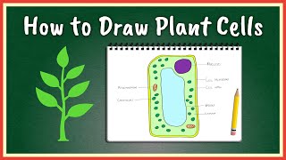 How to Draw Plant Cells [upl. by Elahcar567]