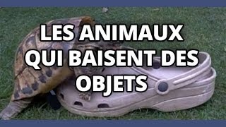 Top des animaux qui baisent des objets où la vie est mal faite [upl. by Spancake]