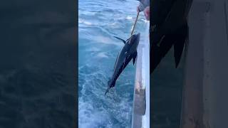 The largest yellowfin caught for the season [upl. by Ardnahs]