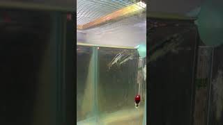 Feeding baby aligator gar aligatorgaraquarium fishtank [upl. by Polivy707]