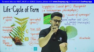 Life Cycle of Pteridophytes Fern Dryopteris  Plant Kingdom  Class 11 NEET Biology  Wamiq Sir [upl. by Aldred]