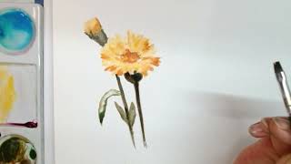 Hedwigs Art Watercolor Marigold flower [upl. by Etterb]