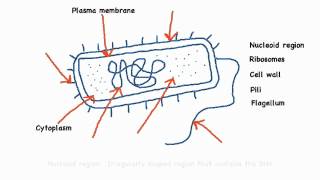 222 Annotate the diagram of a prokaryotic cell with the functions of each named structure [upl. by Koren]