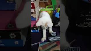 Meaw meaw😸 meemeows funny catlover cute meawmadness catfunny cat sylhetbd trendingshorts [upl. by Ysiad871]