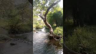 The Rose Water  SSRs Vines akhiyaangulaab love romantic nature adventure forest camping [upl. by Gerek358]