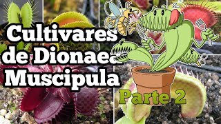 Conociendo Cultivares de Dionaea  Plantas Carnívoras  Parte 22 [upl. by Hoes]