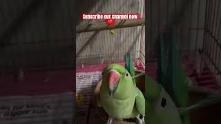 Mithu bete parrot talkingparrot parrottalking parrotlover mytalkingparrot ytshorts ytviral [upl. by Neelyaj]