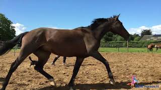 Paardencoaching TREC Carolien Esselink [upl. by Jaeger414]