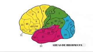 AREAS DE BRODMANN [upl. by Annabelle]