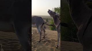 donkeys nature pets [upl. by Sisile]