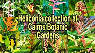 Watch this video to see different types of Heliconia plant at Cairns Botanic Gardens [upl. by Ruphina]