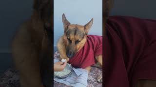 Messy eater germanshepherd dogsofyoutube doglover [upl. by Isborne]