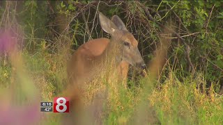 Shoreline residents see an increase in deer [upl. by Calise]