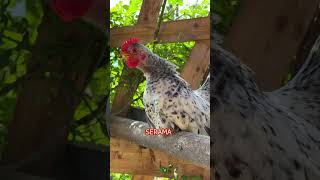 Gorgeous roosters of fancy chicken breeds crowing chickens keepingchickens fancychicken farming [upl. by Remliw]