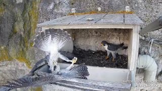 Great Spirit Bluff Falcons Lisa is back and the fight is on with UBF exploreorg 03 12 2024 [upl. by Wilonah]