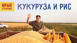 Как производят рис и консервированную кукурузу Край Аграрный [upl. by Hales]