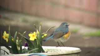 野鳥撮影・ 水仙とルリビタキ Redflanked bluetail [upl. by Ullman]